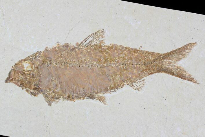 Knightia Fossil Fish - Wyoming #79886